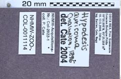 Etiketten zu Hypodesis auricoma (NHMW-ZOO-COL-0011114)